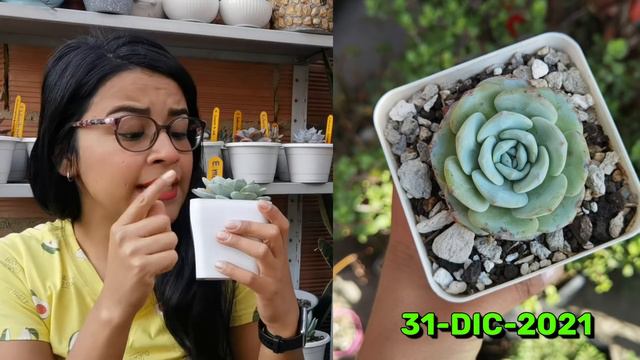 Los CAMBIOS MÁS INCREÍBLES en SUCULENTAS - ANTES Y DESPUÉS ¿cómo lo hice? 🌱 | Jardines by Angie смотреть онлайн