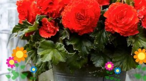 Бегония клубневая (Fimbriata red). Краткий обзор, описание характеристик, где купить луковицы