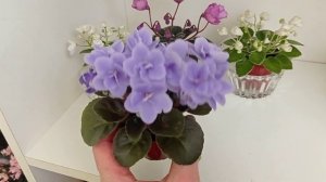 Мои любимые фиалки. Презентация мини сортов фиалок.