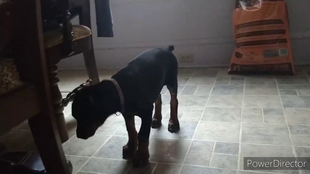 European Doberman Puppy Meets Full Grown Doberman.