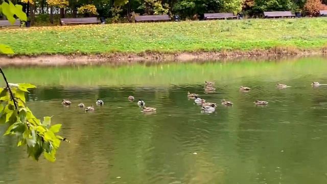 Кряквы - частые гости пруда Шоколадка в Бирюлевском дендропарке смотреть онлайн