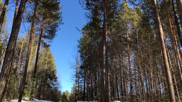 Говорящая птица в лесу смотреть онлайн