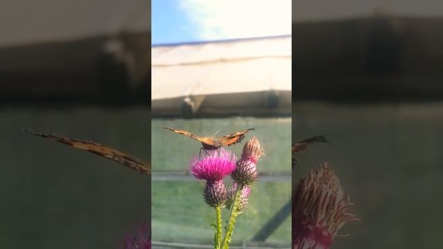 Жизнь бабочки в цветах смотреть онлайн