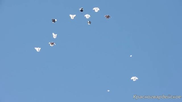 Николаевских голубей атакует сокол. смотреть онлайн