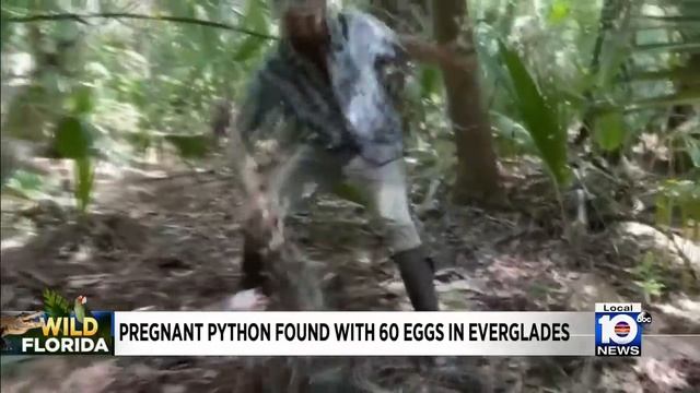 Florida python hunter bags mother of all snakes смотреть онлайн