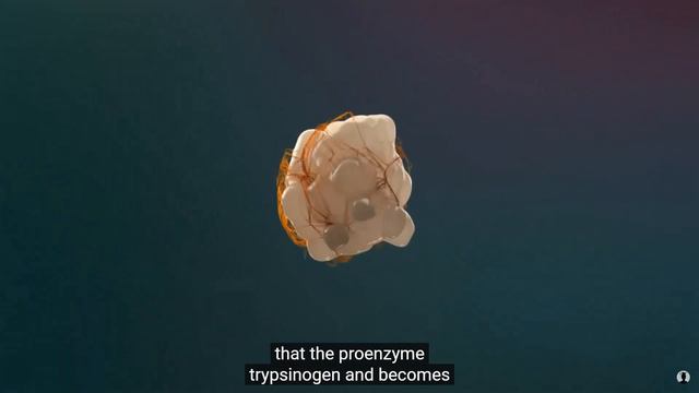 Пищеварительная система человека смотреть онлайн