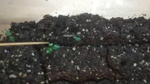 КАК ВЫРАСТИТЬ БЕРЁЗУ ИЗ  СЕМЕЧКА !!!   Посев  семян берёзы  02 /2022г и первые всходы