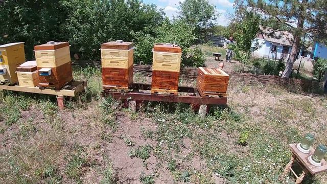 Зацвела фацелия, Акация. Выходит рой, смотреть онлайн