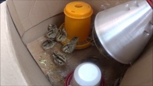 Инкубация охотничьего фазана.