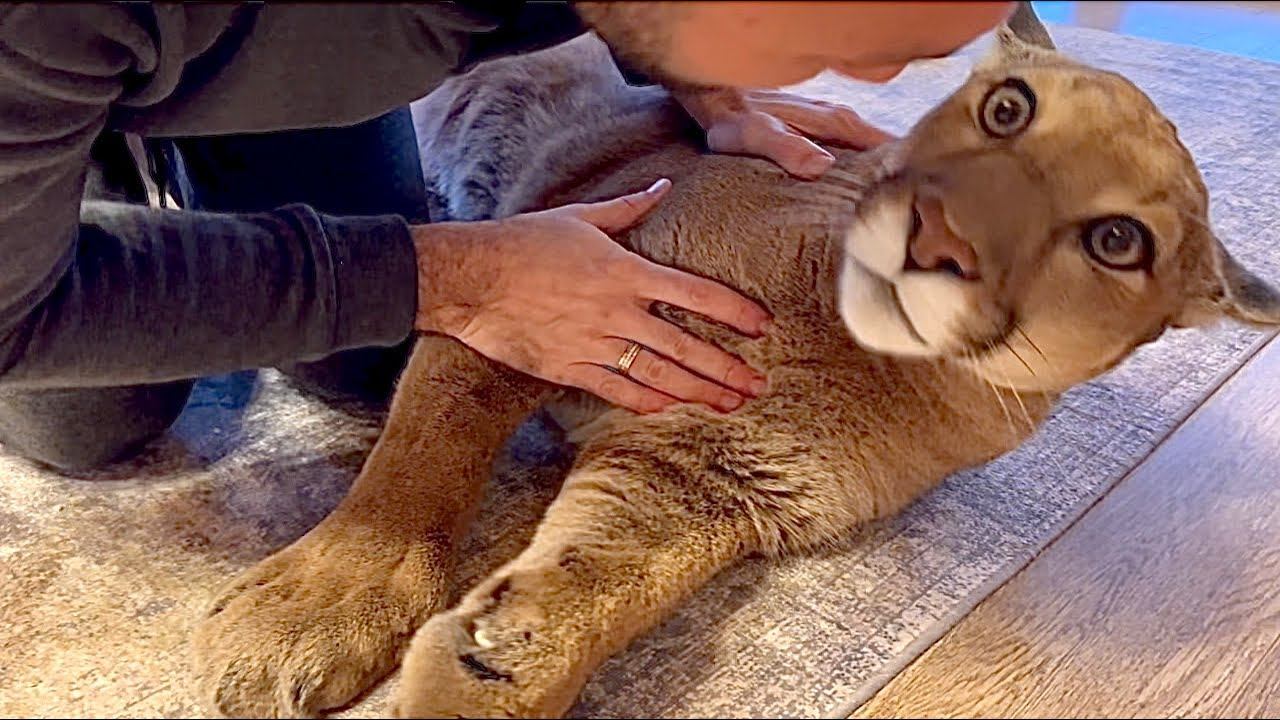 Редкое мурчание пумы Месси! Месси потерял бдительность и лишился когтей! Комментарии Саши смотреть онлайн