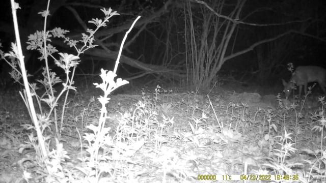 Новости с кормушки. Четыре свиньи и лиса.