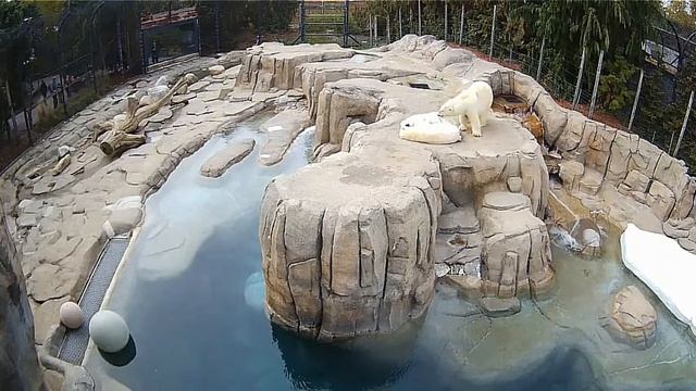 Мама в ожидании-пока медвежата угомонятся# Toledo Zoo смотреть онлайн