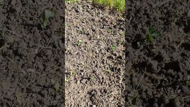 Сажаем лук,горох,свёклу смотреть онлайн