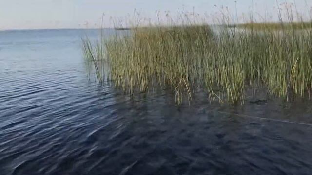 Окунь на Рыбинке смотреть онлайн