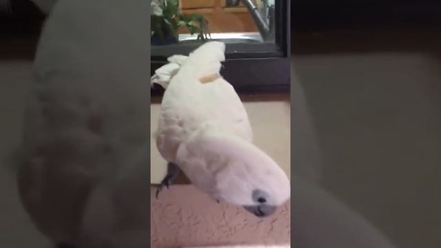 Recall Training an Umbrella Cockatoo смотреть онлайн