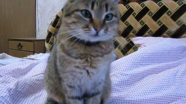 Играющие кошки.Игры.Кошки.Домашние любимцы! смотреть онлайн