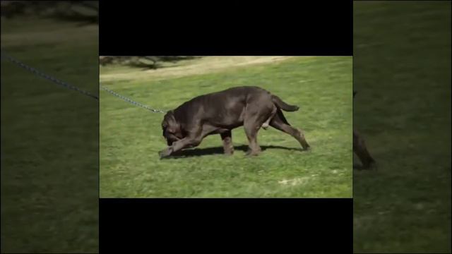 Old World Molossus/Old World Mastinos Featured In A Commercial