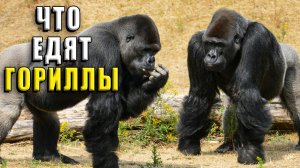 Что едят гориллы. Чем питаются гориллы