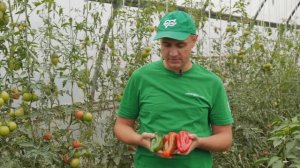 Суперурожайный перец - БИЗОН КРАСНЫЙ