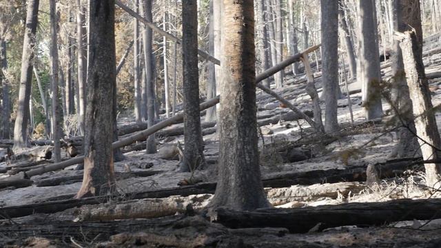 Back from the Brink - Season 4 Episode 4 - Ormeau Bottle-tree смотреть онлайн