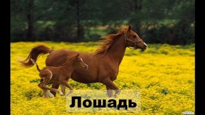 Голоса животных