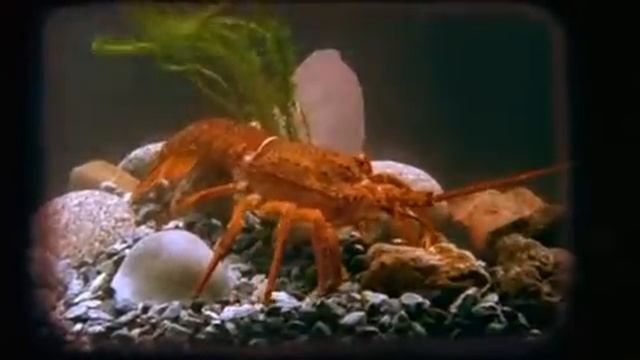 Wonderful World of Cinema - Lobster (Asterix & Obelix: Mission Cleopatra) смотреть онлайн