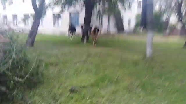 Ось так корови тепер пасуться смотреть онлайн