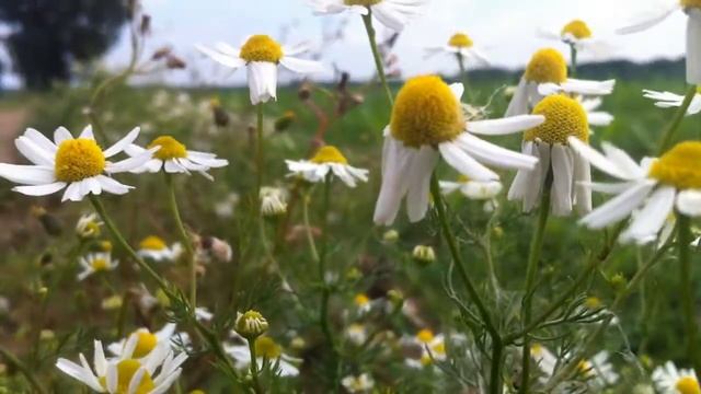 German Camomile (Matricaria Chamomilla) - 2012-06-02 смотреть онлайн