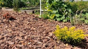 Преображение нашего участка за 4 года(2018-2021г)Продолжение следует.....