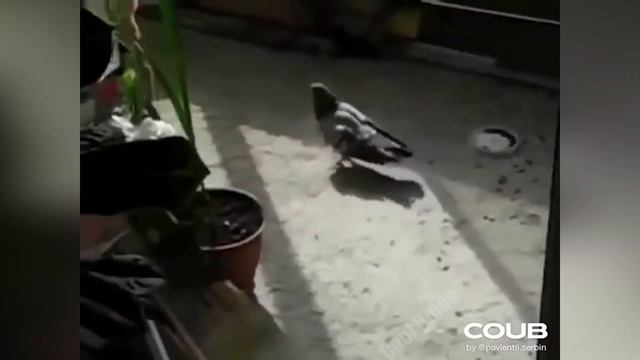 Приколы С Животными #16 / Смешные коты , Собаки / Смешные животные смотреть онлайн