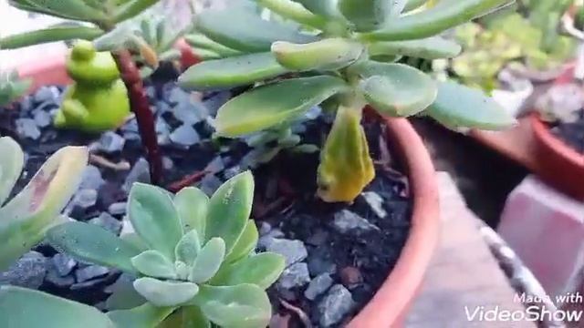 Campinas Echeveria Setosa Atualização.