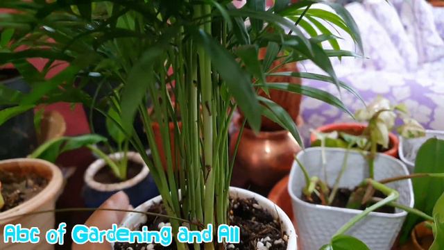 526.Parlor Palm ke baare me jaankari 🌴🌴🌿 смотреть онлайн