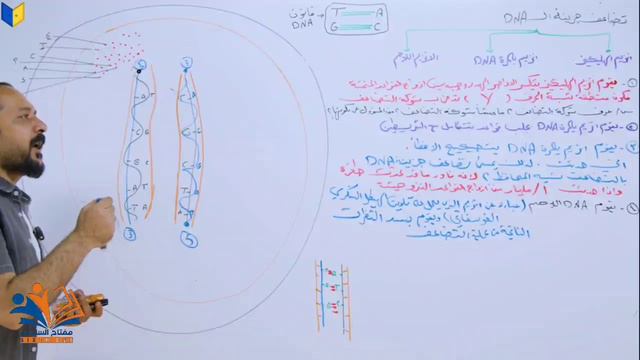 الفصل الخامس المحاضرة : 28 (عملية تضاعف DNA وعملية النسخ)