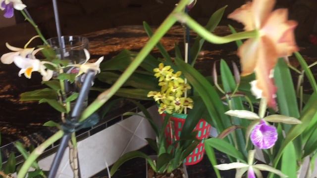 Orchids in bloom in November.Dendrobium,psychopsis,miltonia,brassocattleya.Queens of the month. смотреть онлайн