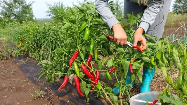 Острый перец 2021 г. Собираем урожай. смотреть онлайн