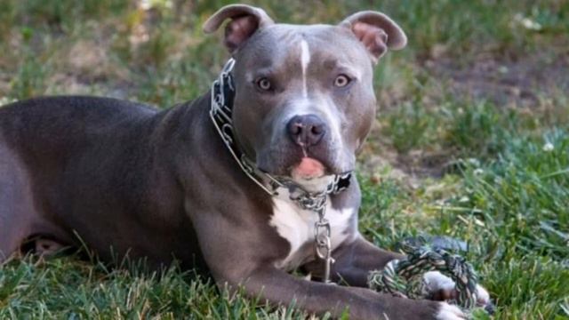 Питбули и их назначения и польза человечеству🙂 смотреть онлайн