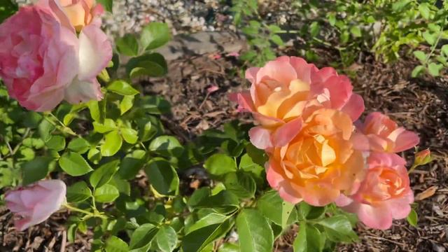 My Isabelle Autissier rose bush. First year ! смотреть онлайн