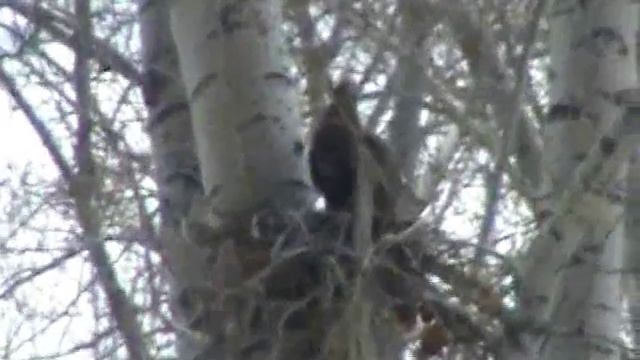 Весна. В Новосибирск прилетел черноухий коршун смотреть онлайн