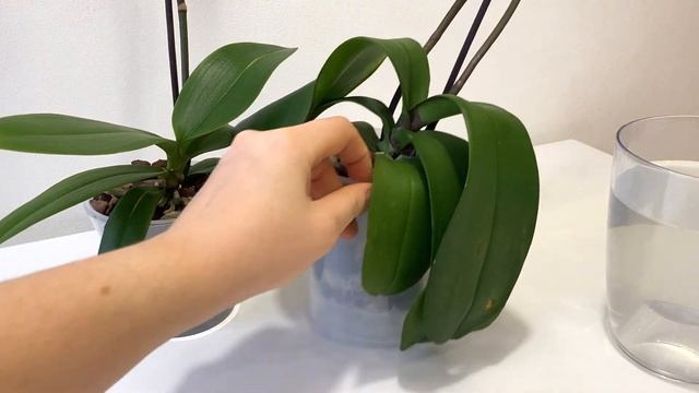 ПЕРВЫЙ ПОЛИВ орхидеи. почему ЭКОГЕЛЬ? смотреть онлайн