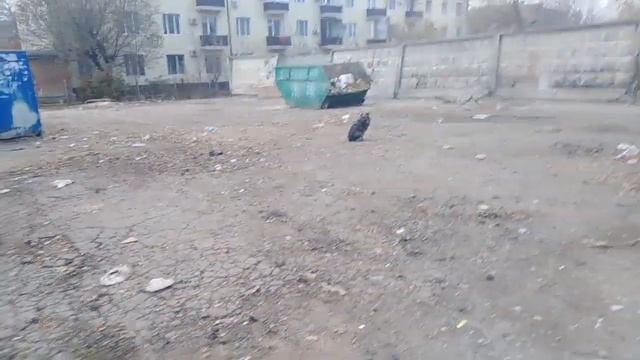 Ужас дворов// Наши дворовые собачки// Рыльные - мыльные. смотреть онлайн