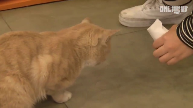 Gato acude a la universidad смотреть онлайн