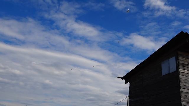 Что делать если голубка не может снести яйцо ? смотреть онлайн