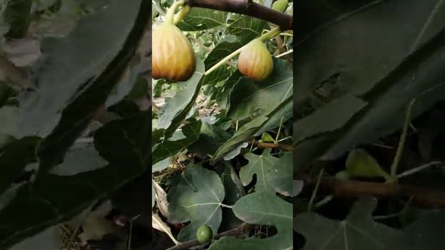 Инжир смотреть онлайн