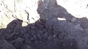 Посадка саженца грецкого ореха на постоянное место роста