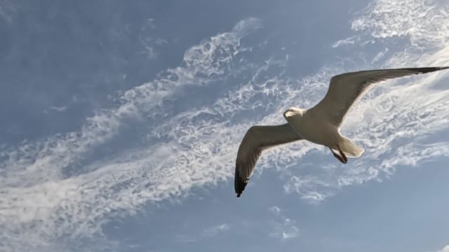 GX010091 смотреть онлайн