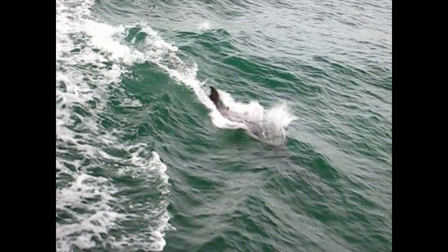 Dolphin leaps: Amazing jumps out of the water - wild dolphin jumps смотреть онлайн
