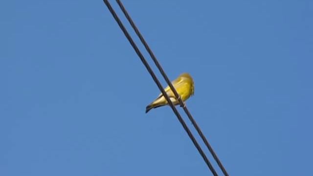 Голоса птиц: Зеленушка Carduelis chloris | Greenfinch singing 1 смотреть онлайн