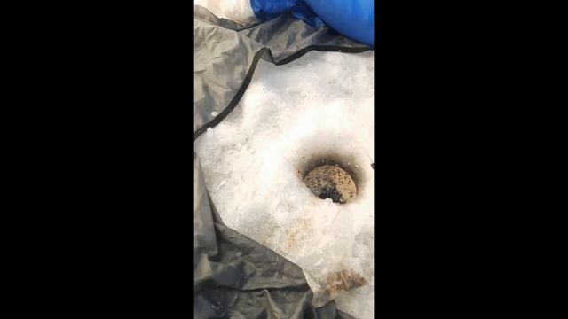 Внеплановая рыбалка, наловил рыба, поймал щуку на жерлицы павлодар. #павлодар #рыбалка #жерлица смотреть онлайн