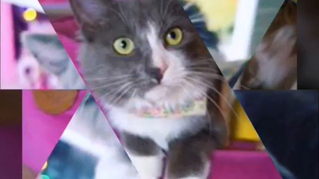 Неделя Меджик Петс. День 5. Алиска🐱🔮(фан Ани Меджик)