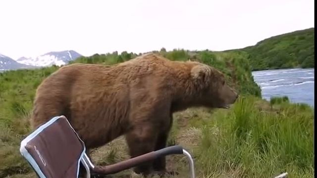 Подошёл такой, присел медведь смотреть онлайн